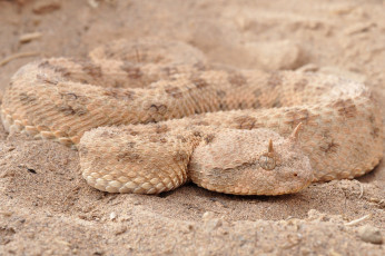 Картинка животные змеи +питоны +кобры песок маскировка макро