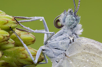 Картинка животные бабочки макро зелёный фон утро насекомое роса капли травинка бабочка