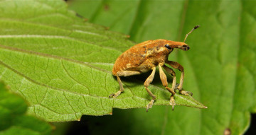 Картинка животные насекомые жук лист макро itchydogimages