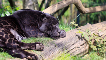 Картинка животные пантеры ягуар черный кошка хищник пятна лежит отдых лапы морда профиль зоопарк