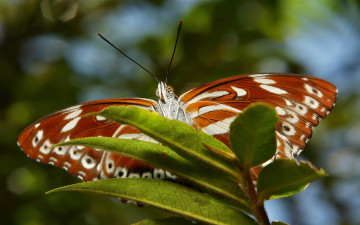 Картинка животные бабочки itchydogimages бабочка листья макро