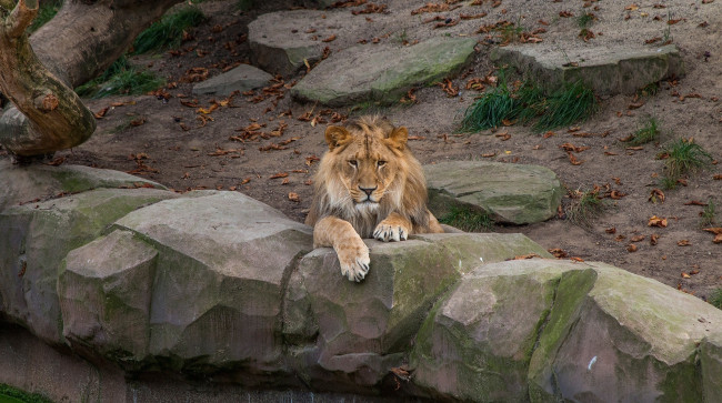 Обои картинки фото животные, львы, кошка, грива, морда, отдых, зоопарк