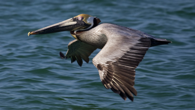 Обои картинки фото животные, пеликаны, полет