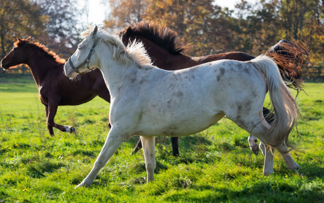 Обои картинки фото животные, лошади, кони, трио, бег, загон, грива, хвост, недоуздок