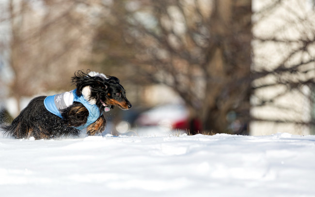 Обои картинки фото животные, собаки, собака, бег, снег