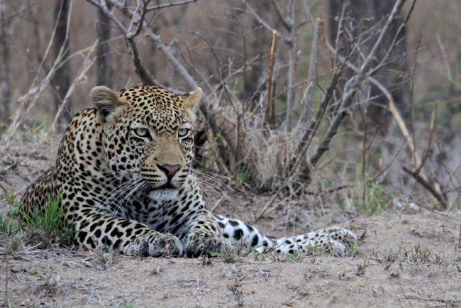 Обои картинки фото животные, леопарды, кошка, хищник, морда, лежит, отдых, мощь