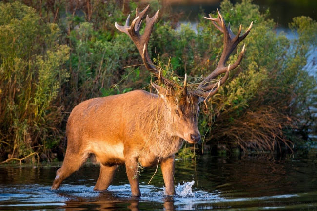 Обои картинки фото животные, олени, рога, морда, водоем, заросли, осень