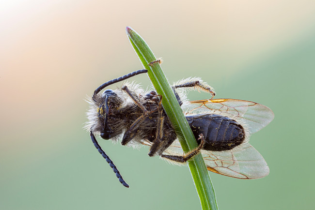 Обои картинки фото животные, пчелы,  осы,  шмели, макро, зелёный, фон, утро, насекомое, роса, капли, травинка, пчела