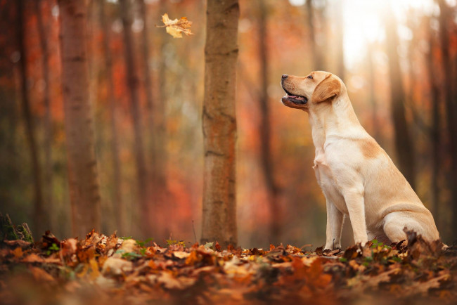Обои картинки фото животные, собаки, лист, осень, лес, собака