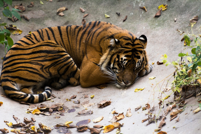 Обои картинки фото животные, тигры, кошка, хищник, полоски, лежит, отдых, сон, листья, листва