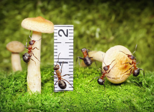 Картинка животные насекомые муравьи линейка мох макро грибы ситуация