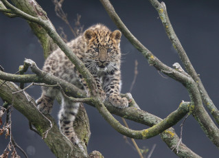 Картинка животные леопарды ветки котёнок детёныш дальневосточный леопард амурский