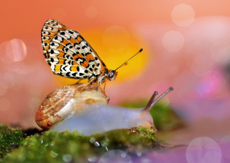 Картинка животные разные+вместе боке фон макро бабочка улитка