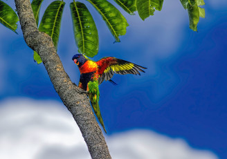 обоя животные, попугаи, попугай, многоцветный, лорикет, пальма, листья, небо, голубое, облака, тропики