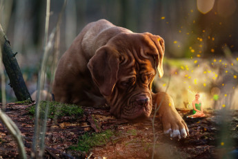 Картинка разное компьютерный+дизайн животное дог пёс собака коллаж фея бревно природа бордоский