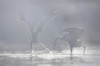Картинка животные цапли +выпи птицы брызги фон вода