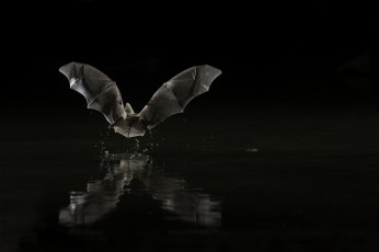 Картинка животные летучие+мыши летучая мышь вода ночь