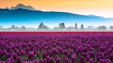 Картинка цветы тюльпаны утро туман поле
