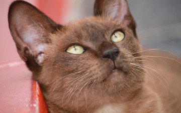 Картинка животные коты бурманская кошка бурма мордочка