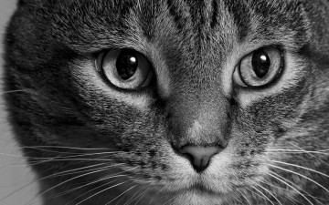 Картинка животные коты кот кошка морда взгляд монохром чёрно-белая