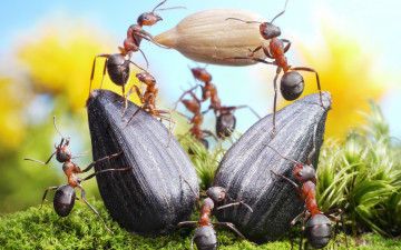 Картинка животные насекомые работа муравьи лето макро трава семечки ситуация