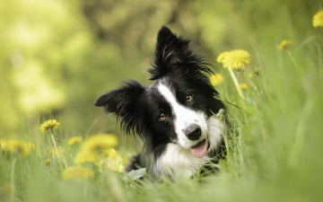 Картинка животные собаки цветы одуванчики боке взгляд морда собака бордер-колли