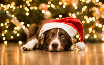 Картинка животные собаки морда собака рождество колпак новый год взгляд