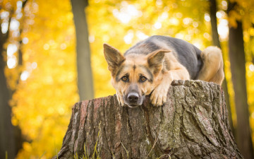 Картинка животные собаки пень взгляд собака овчарка немецкая