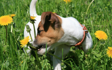 Картинка животные собаки собака джек рассел терьер щенок одуванчики радость трава прогулка настроение