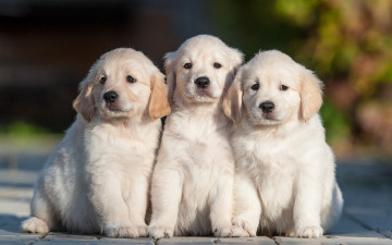 Картинка животные собаки троица трио щенки