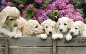 Картинка животные собаки ящик гортензия цветы щенки