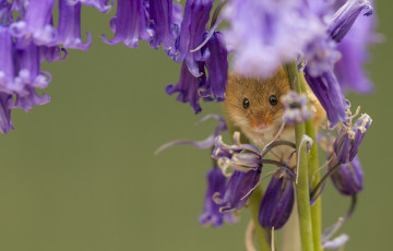 Картинка животные крысы +мыши мышь-малютка макро цветы колокольчики мышка harvest mouse