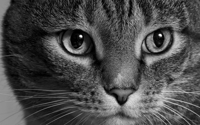 Обои картинки фото животные, коты, кот, кошка, морда, взгляд, монохром, чёрно-белая