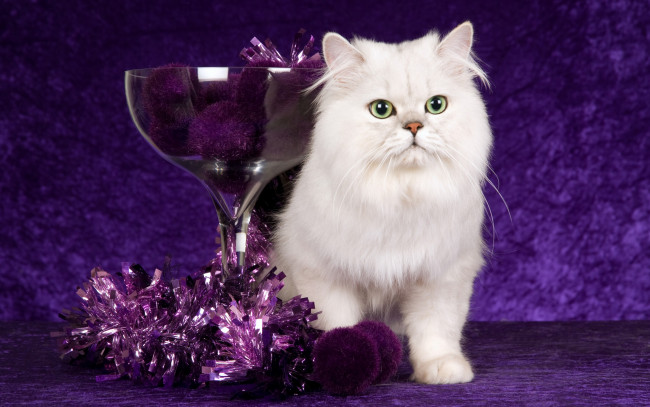 Обои картинки фото животные, коты, новый, год, мишура, стекло, красота, рождество, шарики, фиолетовый, чаша, кот, кошка, белая