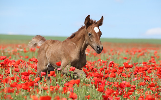 Обои картинки фото животные, лошади, лето, небо, цветы, маки, поле, коричневый, жеребенок, лошадь