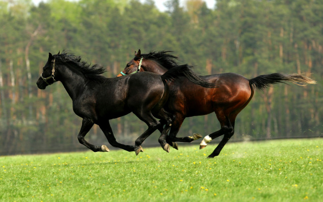 Обои картинки фото животные, лошади, пара, двое, скачут, поле, лес, зелень, лето, кони, два