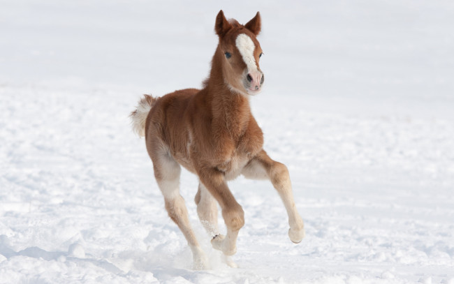 Обои картинки фото животные, лошади, поле, снег, зима, коричневый, жеребенок, лошадь