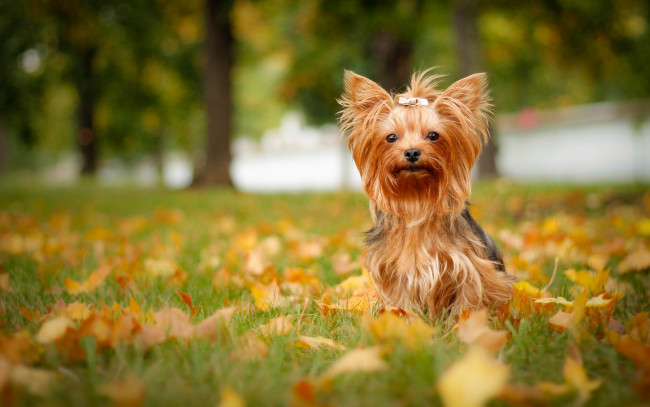 Обои картинки фото животные, собаки, осень, листья, собака, йорк, йоркширский, терьер