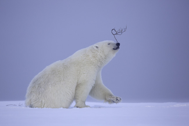 Обои картинки фото животные, медведи, белый, медведь, фон, снег