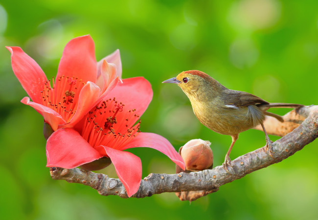 Обои картинки фото животные, птицы, бутон, ветка, цветок, природа, птица