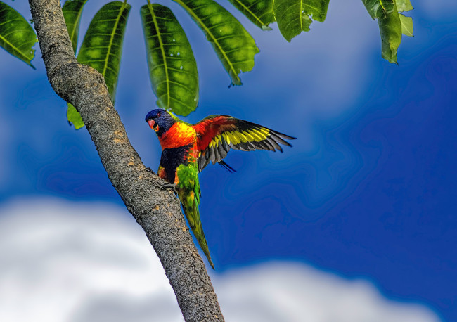 Обои картинки фото животные, попугаи, попугай, многоцветный, лорикет, пальма, листья, небо, голубое, облака, тропики