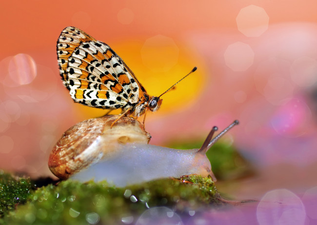 Обои картинки фото животные, разные вместе, боке, фон, макро, бабочка, улитка