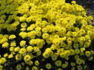 Картинка цветы хризантемы осень жёлтые