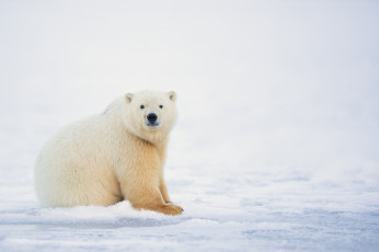 Картинка животные медведи белый мишка зима природа снег