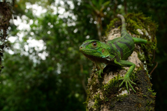 Картинка животные Ящерицы +игуаны +вараны iguana