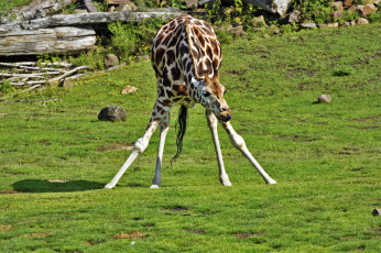 Картинка животные жирафы природа животное шея окрас жираф
