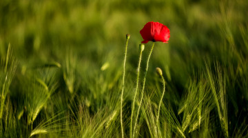Картинка цветы маки красный мак цветок пшеница поле