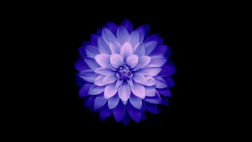 Картинка цветы георгины фон blue лепестки цветок