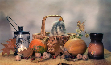 Картинка животные морские+свинки +хомяки тыквы хэллоуин юмор свечи осень морские свинки композиция октябрь