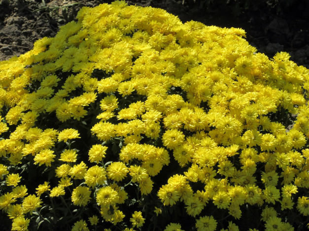 Обои картинки фото цветы, хризантемы, осень, жёлтые